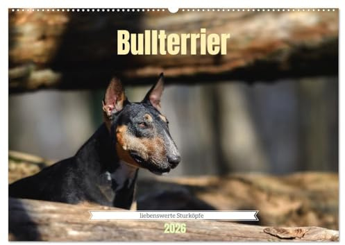 Bullterrier, liebenswerte Sturköpfe (Wandkalender 2026 DIN A2 quer), CALVENDO Monatskalender: Beeindruckende Fotos, die die liebevolle, aber auch ... Bullterrier widerspiegeln. (CALVENDO Tiere)