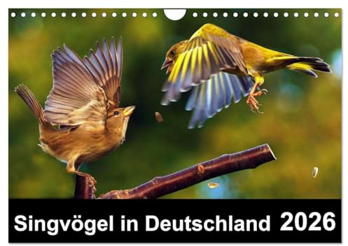 Singvögel in Deutschland (Wandkalender 2026 DIN A4 quer), CALVENDO Monatskalender: Ein Vogelkalender mit herrlichen Impressionen unserer Singvögel (CALVENDO Tiere)