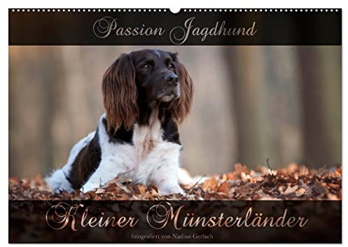 Passion Jagdhund - Kleiner Münsterländer (Wandkalender 2026 DIN A2 quer), CALVENDO Monatskalender: Kleiner Münsterländer Vorstehhund - Ein Leben neben der Jagd (CALVENDO Tiere)