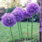 . 100 Pcs/Sac géant Oignon Belle Fleur Belle Plantation Fleur Plante Jardin Facile à cultiver: 3