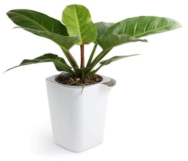 Qualy Oasis Square Blumentopf Viereckig mit Selbstbewässerungssystem in der Farbe Weiß, Größe: L, QL10306-WH-GY, 30x25,7x22,5 cm