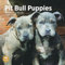 Bright Day Calendars Monatlicher Wandkalender 2025 Pit Bull Puppies – niedliches Geschenk für Hunderassen (30,5 x 30,5 cm)