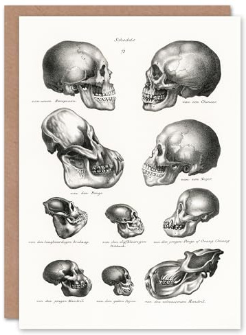 Artery8 Schinz de Visser Art Card Human Monkey and Ape Skulls
