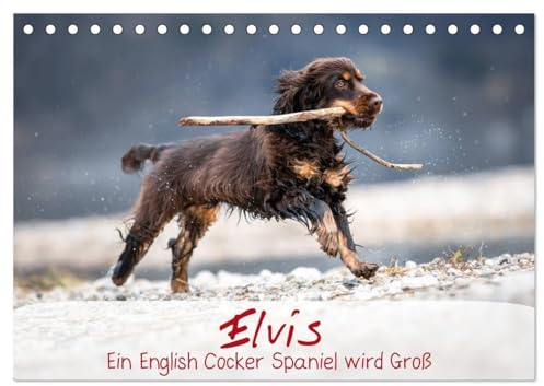 Elvis ein Engl. Cocker Spaniel wird Groß (Tischkalender 2025 DIN A5 quer), CALVENDO Monatskalender