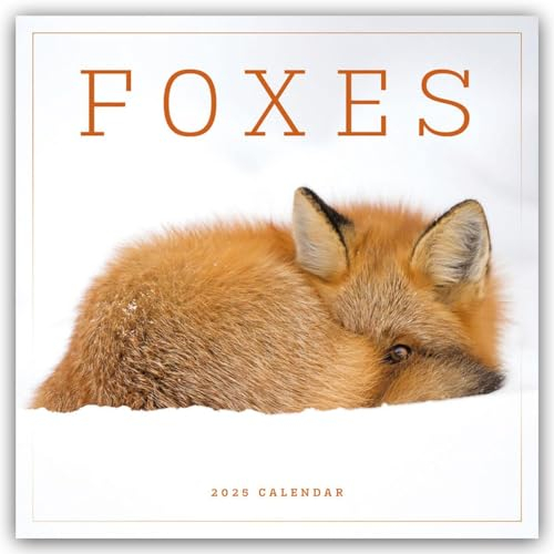 Foxes – Füchse 2025 – Wand-Kalender: Original Carousel-Kalender [Mehrsprachig] [Kalender] (Wall-Kalender)