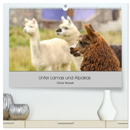 Unter Lamas und Alpakas (hochwertiger Premium Wandkalender 2026 DIN A2 quer), Kunstdruck in Hochglanz: Lamas und Alpakas in Südamerika (CALVENDO Tiere)