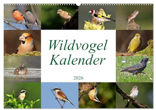Wildvogelkalender (Wandkalender 2026 DIN A2 quer), CALVENDO Monatskalender: Das ideale Geschenk für Vogelliebhaber (CALVENDO Tiere)