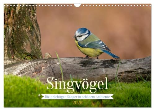 SINGVÖGEL - Die prächtigen Sänger in schönem Ambiente (Wandkalender 2026 DIN A3 quer), CALVENDO Monatskalender: Besonders schöne Aufnahmen unserer Sperlingsvögel. (CALVENDO Tiere)