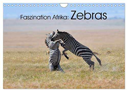 Faszination Afrika: Zebras (Wandkalender 2026 DIN A4 quer), CALVENDO Monatskalender: Wie kein anders Tier vekörpern die Zebras die Tierwelt Afrikas (CALVENDO Tiere)
