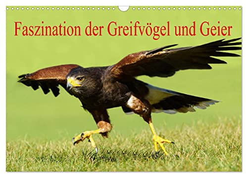Faszination der Greifvögel und Geier (Wandkalender 2026 DIN A3 quer), CALVENDO Monatskalender: Greifvögel & Geier faszinieren mich (CALVENDO Tiere)