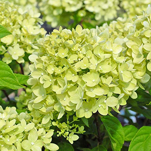 Thompson and Morgan Hardy Hydrangea Paniculata 'Little Lime' Large Shrub in Pot White Green Flowers Shrubs Garden Plants, for Patio & Pots, Garden Border & Cut Flowers (1 x 3.5 Litre Potted Plant)