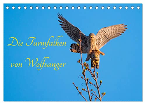 Die Turmfalken von Wolfsanger (Tischkalender 2026 DIN A5 quer), CALVENDO Monatskalender: Faszinierende Momentaufnahmen aus dem Leben einer Turmfalkenfamilie (CALVENDO Tiere)