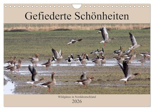 Gefiederte Schönheiten - Wildgänse in Norddeutschland (Wandkalender 2026 DIN A4 quer), CALVENDO Monatskalender: In beeindruckenden Fotos zeigt der ... in Norddeutschland. (CALVENDO Tiere)
