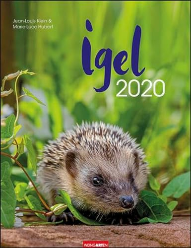 Igel. Wandkalender 2020. Monatskalendarium. Spiralbindung. Format 30 x 39 cm