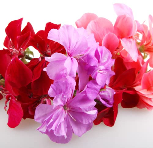 Geranium Plants, 'Mixed', 20 x Large Plants, Garden Ready, Ready to Plant, Premium Quality Flowers