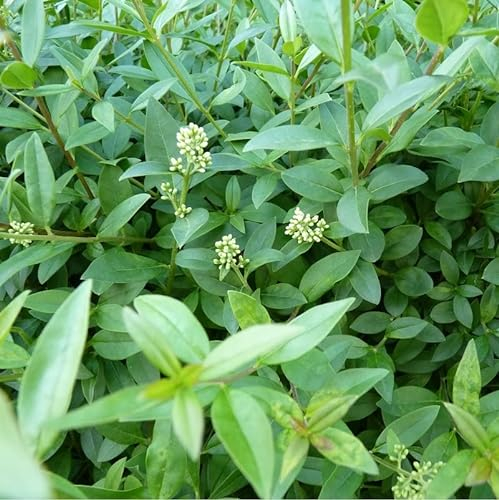 3 x Ligustrum Vulgare 'Atrovirens'- Gewöhnlicher Liguster, Europäischer Liguster 'Atrovirens' 60-80 cm im Container -Klassische Eleganz für Ihre Hecken