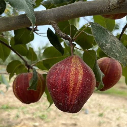 10 pcs Birnenbaum Samen obst frisch balkon garten, spalierobst Birne Baum Kaufen obstbaum plant saatgut geschenk baum pflanztopf winterharte kübelpflanzen obstbäume deko pflanzen obst