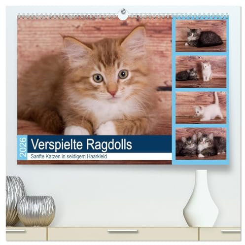 Verspielte Ragdolls - Sanfte Katzen in seidigem Haarkleid (hochwertiger Premium Wandkalender 2026 DIN A2 quer), Kunstdruck in Hochglanz: Gesellige, neugierige kleine Rassekatzen (CALVENDO Tiere)
