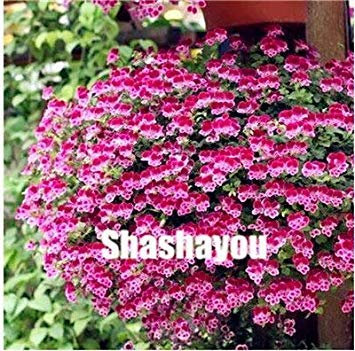 Potseed 100 Stück Rare Farbe Geranie, Stauden Blumen Garten-Blumen-Pflanzen, Easy Wachstum Indoor-Hausgarten: 20