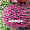 Potseed 100 Stück Rare Farbe Geranie, Stauden Blumen Garten-Blumen-Pflanzen, Easy Wachstum Indoor-Hausgarten: 20