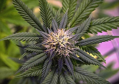 Destination Vinyl Posters A1| Cannabis Plant Poster Size 60 x 90cm Herbal Plants Poster #16657