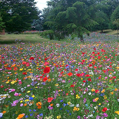 100% Mezcla de Semillas de Flores Silvestres Plantas Anuales de Pradera Atrae a las Abejas y Mariposas.
