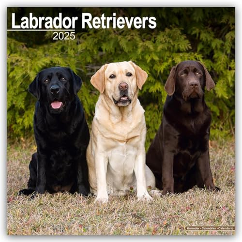 Labrador Retriever 2025 - 16-Monatskalender: Original Avonside-Kalender [Mehrsprachig] [Kalender] (Wall-Kalender)