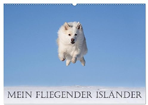Mein fliegender Isländer (Wandkalender 2026 DIN A2 quer), CALVENDO Monatskalender: Islandhunde sind sehr agile und sportliche Hunde. (CALVENDO Tiere)