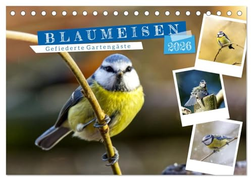 Gefiederte Gartengäste, Blaumeisen (Tischkalender 2026 DIN A5 quer), CALVENDO Monatskalender: Lieblingsvögel in unseren Gärten. (CALVENDO Tiere)