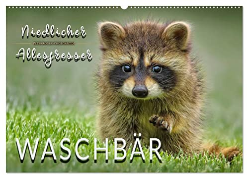 Waschbär - Niedlicher Allesfresser (Wandkalender 2026 DIN A2 quer), CALVENDO Monatskalender: Eindrucksvolle Bilder der scheuen Tiere. (CALVENDO Tiere)