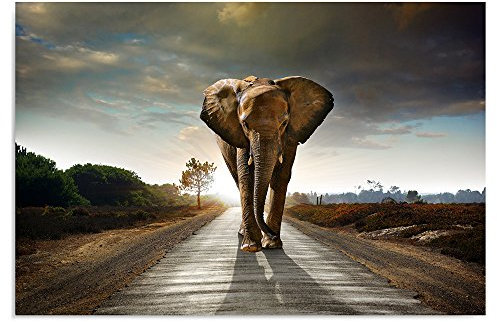 Feeby Impression Sur Toile Éléphant XXL 120x80 cm Tableaux Tableau Mural Image Moderne Photo Décoration Murale Artistique Photographie Design Chambre Salon Cuisine Brun Gris Vert