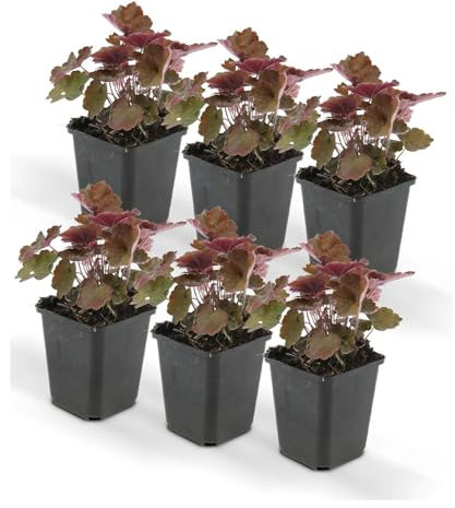 Bodendecker - Purpurglöckchen - Heuchera mic. 'Palace Purple' - 9cm Topf - Set mit 6 Pflanzen