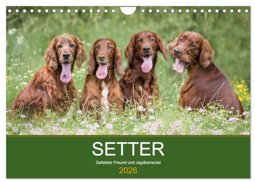 Setter - Geliebter Freund und Jagdkamerad (Wandkalender 2026 DIN A4 quer), CALVENDO Monatskalender: Der Setter - treuer Freund der Familie und verlässlicher Partner auf der Jagd. (CALVENDO Tiere)