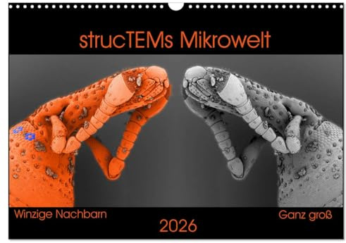 strucTEMs Mikrowelt - Winzige Nachbarn ganz groß (Wandkalender 2026 DIN A3 quer), CALVENDO Monatskalender: Coole Mikroskopie-Reise zu winzigen Nachbarn (CALVENDO Wissenschaft)