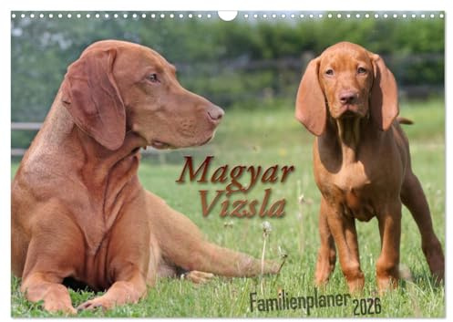 Familienplaner - Magyar Vizsla (Wandkalender 2026 DIN A3 quer), CALVENDO Monatskalender: Magyar Vizsla Kalender zum eintragen von Geburtstagen und Terminen (CALVENDO Tiere)