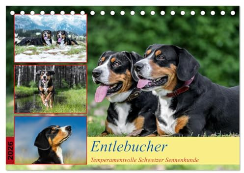 Entlebucher - Temperamentvolle Schweizer Sennenhunde (Tischkalender 2026 DIN A5 quer), CALVENDO Monatskalender: Entlebucher, der Kleinste der 4 Schweizer Sennenhundrassen (CALVENDO Orte)