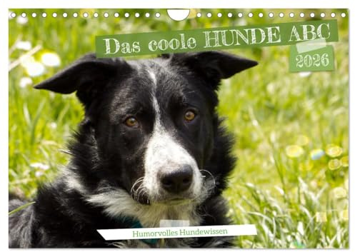 Das coole Hunde ABC (Wandkalender 2026 DIN A4 quer), CALVENDO Monatskalender: Humorvolles Hundewissen (CALVENDO Wissen)