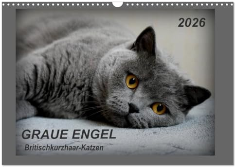 GRAUE ENGEL Britischkurzhaar-Katzen (Wandkalender 2026 DIN A3 quer), CALVENDO Monatskalender: Traumhafte Porträtfotos von Britischkurzhaar-Katzen (CALVENDO Tiere)