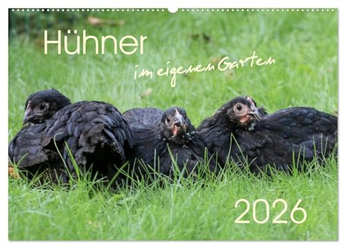 Hühner im eigenen Garten (Wandkalender 2026 DIN A2 quer), CALVENDO Monatskalender: Hübsche und hochwertige Aufnahmen von glücklichen Hühnern, die im eigenen Garten leben (CALVENDO Tiere)