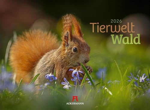 Tierwelt Wald Kalender 2026 | Bildstarker Tier-Kalender im Querformat (45x33 cm) | Heimische Wildtiere in ihrem Lebensraum