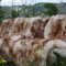 Hollert Lammfell - GEFLAMMT Merino Schaffell Läufer Echt Fell Dekoration Sitzunterlage Größe 130-140, Farbe Stracciatella