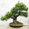 Fünfblättrige Kiefer Samen Topf Landschaft Japanische Fünf Nadel Kiefer Bonsai Miniascape Samen 20 samen/pack