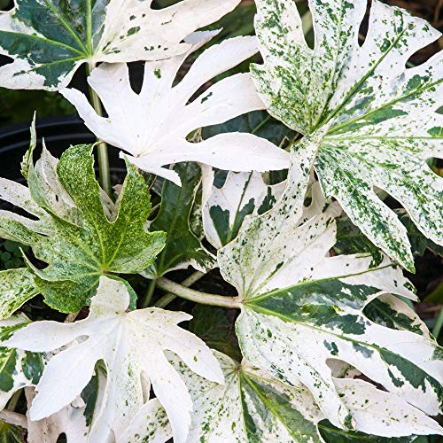 Fatsia Spiders Web - Follaje abigarrado llamativo, perenne resistente, tolerante a la sombra, ofrece interés durante todo el año, ideal para el clima del Reino Unido (maceta de 9 cm, 20-30 cm)