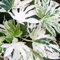 Fatsia Spiders Web - Follaje abigarrado llamativo, perenne resistente, tolerante a la sombra, ofrece interés durante todo el año, ideal para el clima del Reino Unido (maceta de 9 cm, 20-30 cm)