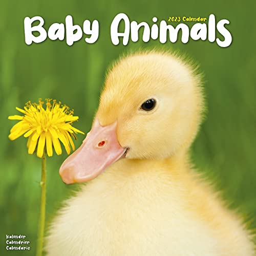 Baby Animals - Tierbabys 2023 - 16-Monatskalender: Original Avonside-Kalender [Mehrsprachig] [Kalender] (Wall-Kalender)