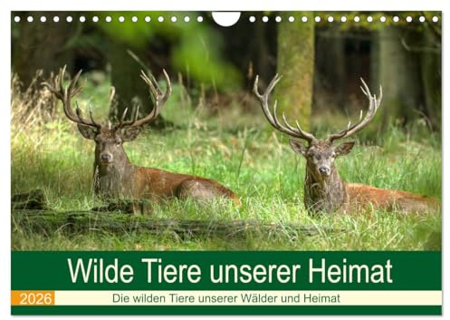 Wilde Tiere unserer Heimat (Wandkalender 2026 DIN A4 quer), CALVENDO Monatskalender: Die wilden Tiere in Deutschlands Wäldern, an der Küste und in unserem Kulturland (CALVENDO Tiere)