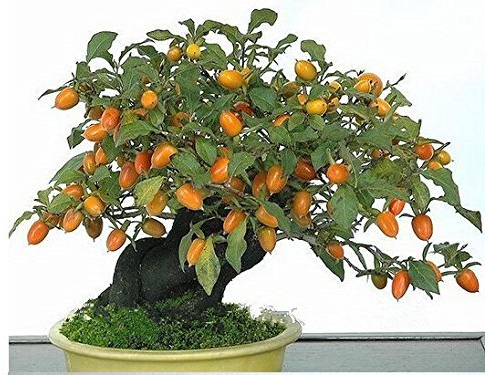 20 Persimmon Samen, Kaki, Exotische Bonsai, Schöne & Lecker Obstbaum, Obstkerne