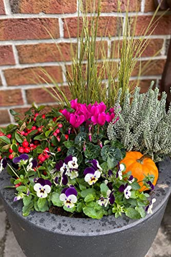 Herbst Blumen-Set für Kübel und Balkonkasten. 8 Pflanzen + Zierkürbis, Farbenfrohe Herbstblüher, Scheinbeere, Hornveilchen, Gräser, Sunset Girl, Zierkürbis & Alpenveilchen.