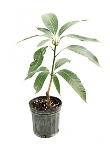 Mango Planta Tropical Que Genera Frutos en Temporada Mangifera Indica