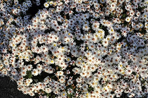 Aster dumosus 'Niobe' ca. 9x9 cm Topf - Kissen-Aster, violette Blüten, Blütezeit August-Oktober, ideal für Rabatten, bienenfreundlich, pflegeleicht